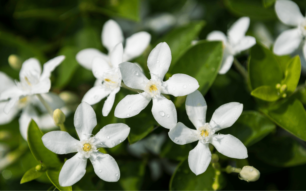 ✨Aromatizantes y aerosoles
