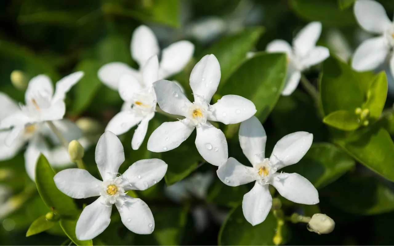 ✨Aromatizantes y aerosoles